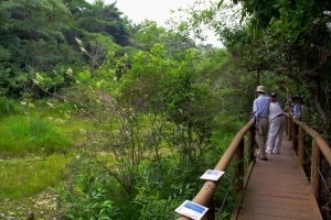 壱町田湿地