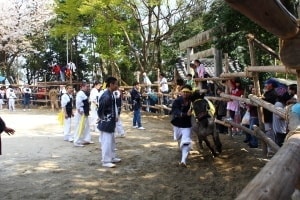 駆け馬祭り