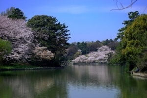 大池公園桜まつり