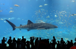 美ら海水族館