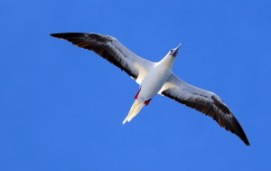 海鳥が多くなってきました