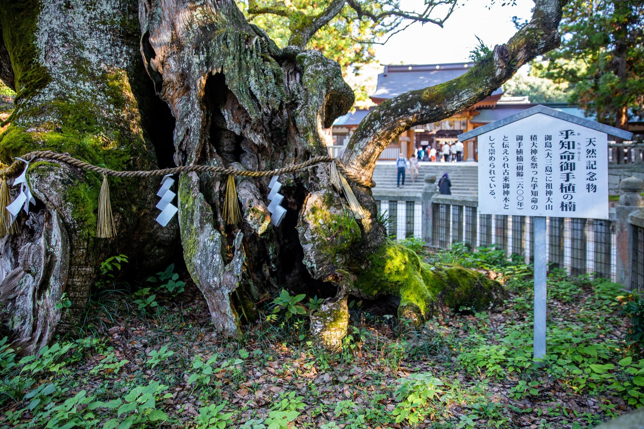 大楠