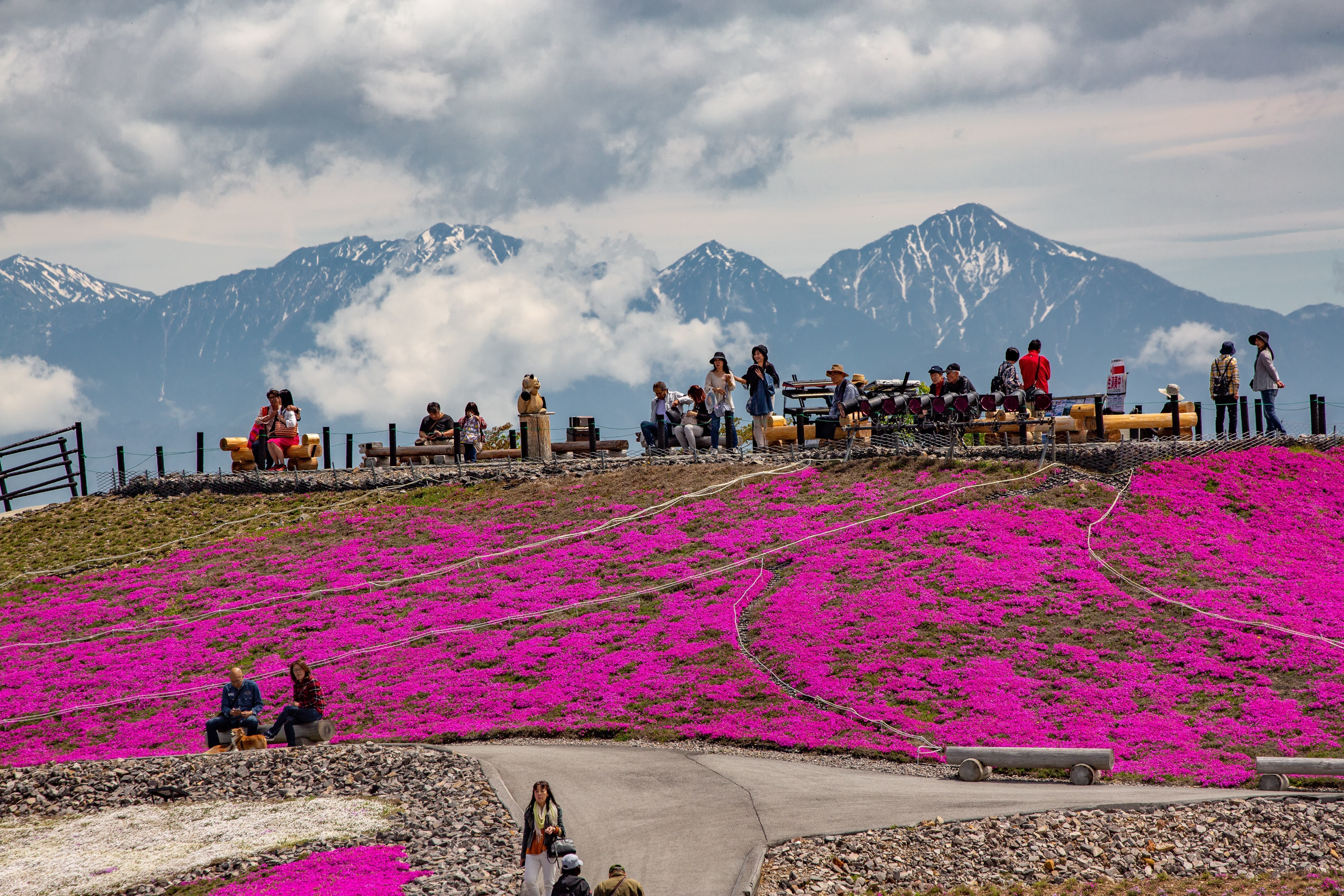 茶臼山高原の芝桜