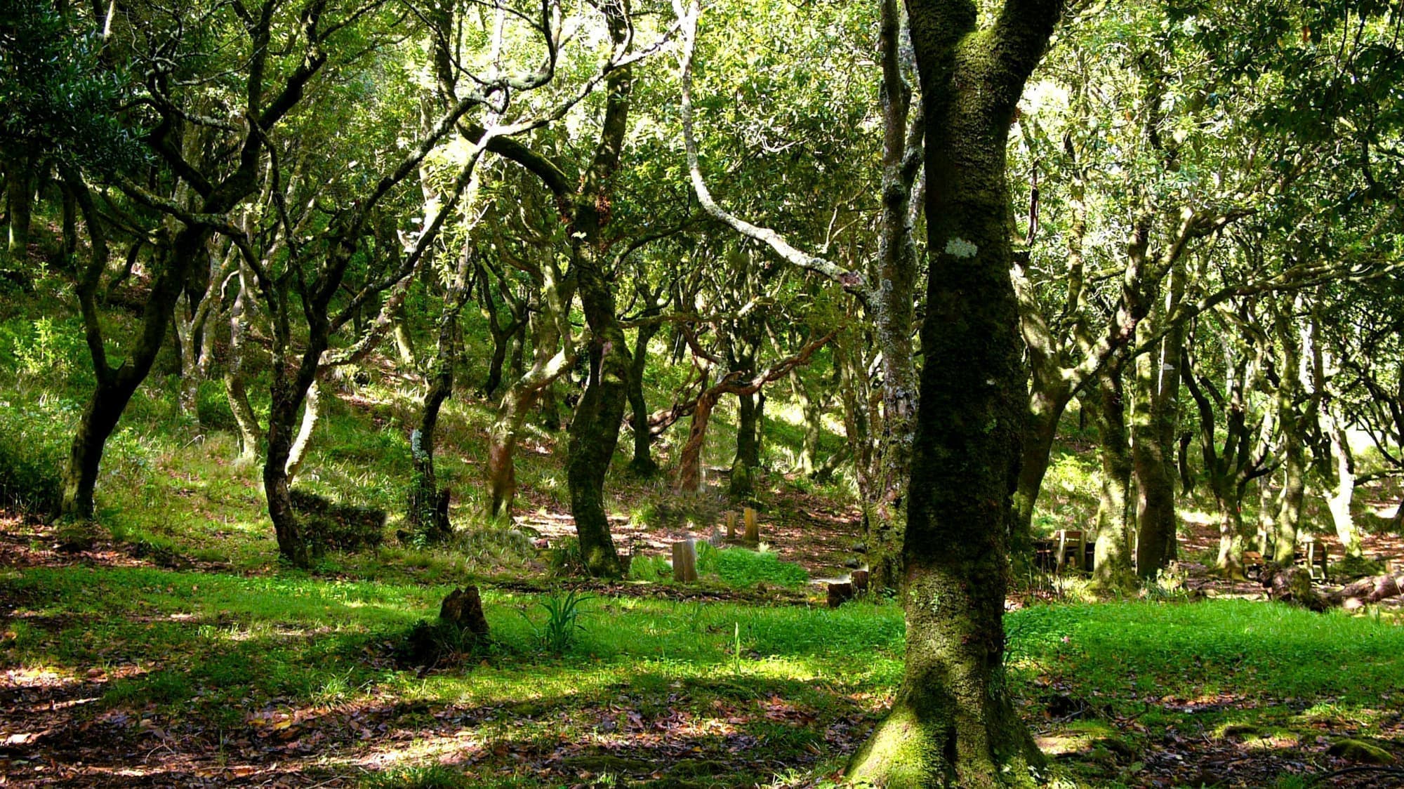 世界遺産「マデイラ島の照葉樹の森」