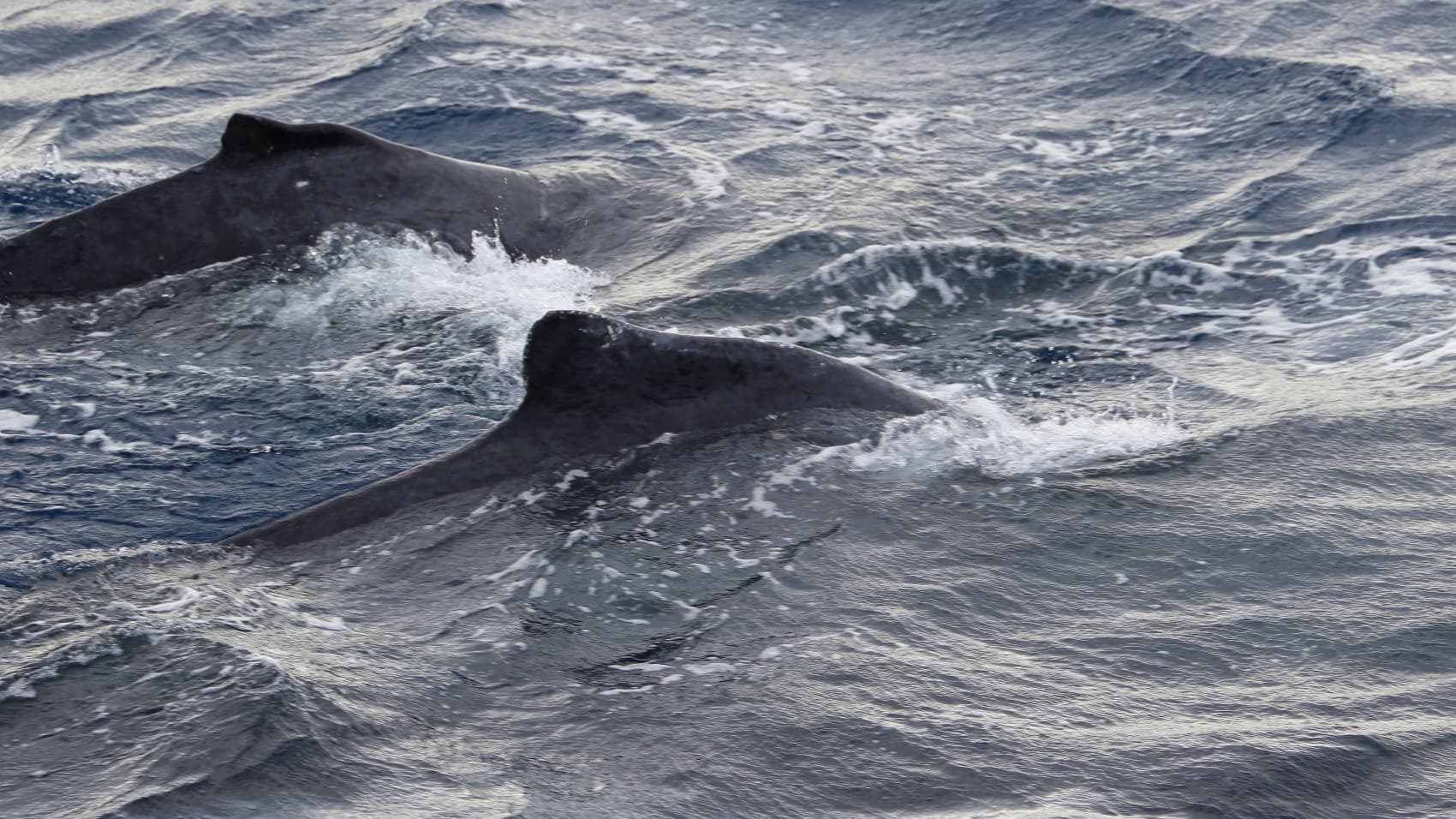 ハレアカラ国立公園