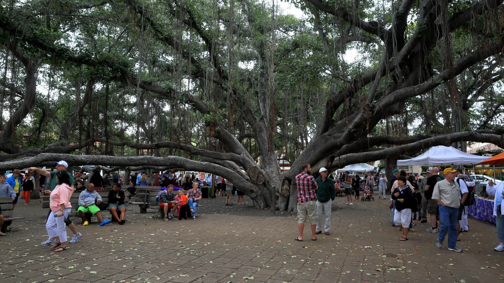 ハワイ諸島「マウイ島」