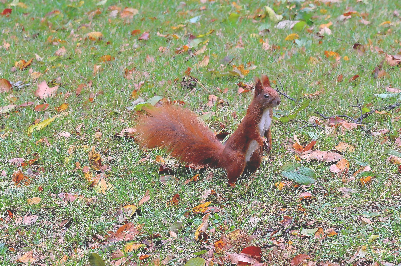 ワジェンキ公園